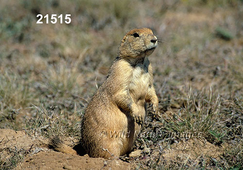 Cynomys ludovicianus, Black-tailed Prairie Dog